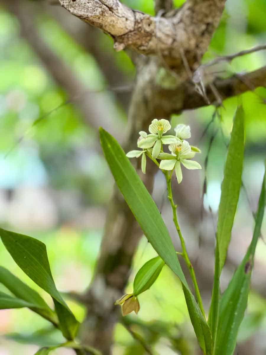 A local orchid